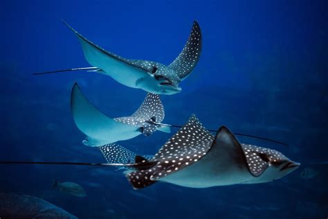 stingray fish|Stingrays .